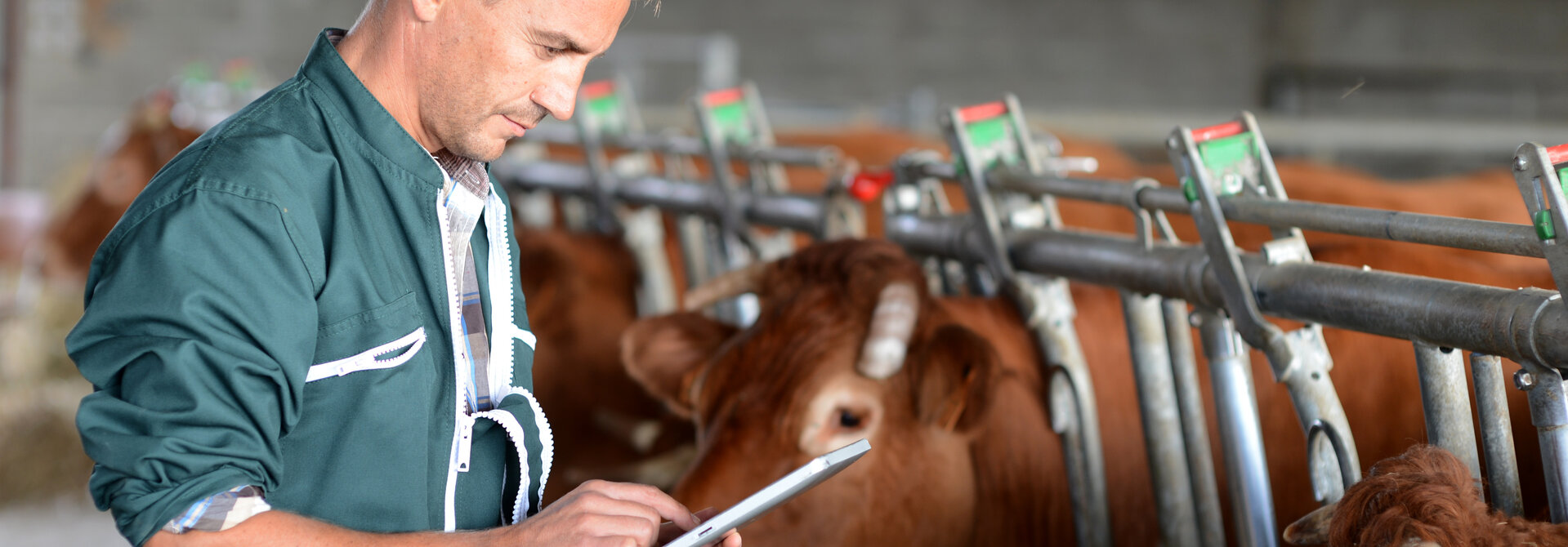 Agriculteurs / éleveurs de Montambert dans le 58 Loire Morvan